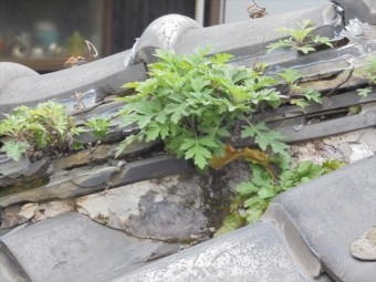 赤穂郡上郡町 隅棟にの草がすごいです。