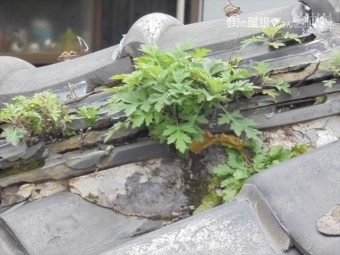 赤穂郡上郡町 隅棟にの草がすごいです。