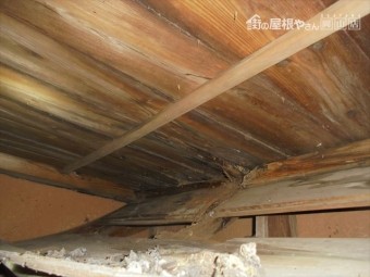 井原市 雨漏り修理 野地板腐っています。