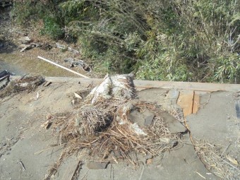 津山市で雨漏り修理 下葺き材の状態