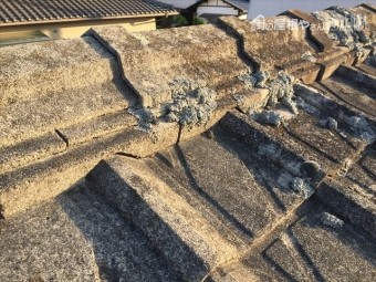玉野市 屋根に苔が生えてる