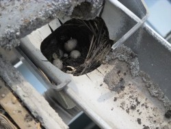 雨樋の上合の中に鳥の巣