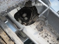 雨樋の上合の中に鳥の巣
