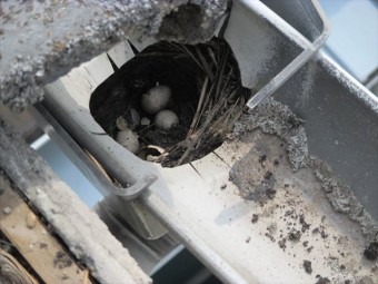 雨樋の上合の中に鳥の巣