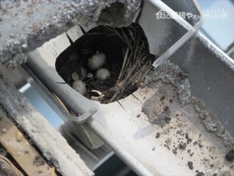 雨樋の上合の中に鳥の巣