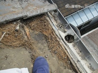 平瓦めくり 鳥の巣