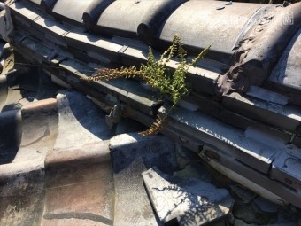 赤穂郡上郡町 淡路瓦の粘土瓦の隅棟から草が生えています。