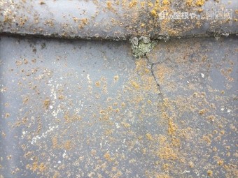倉敷市 瓦にヒビが入っています。
