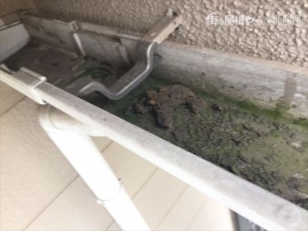 倉敷市で雨どいの点検