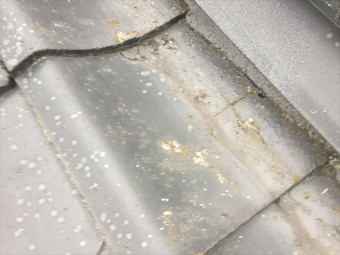 岡山市南区 雨漏り修理 瓦のヒビ