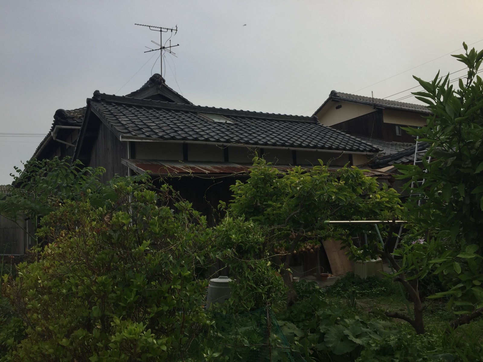 庭から見上げた天窓とアンテナのある長屋の屋根