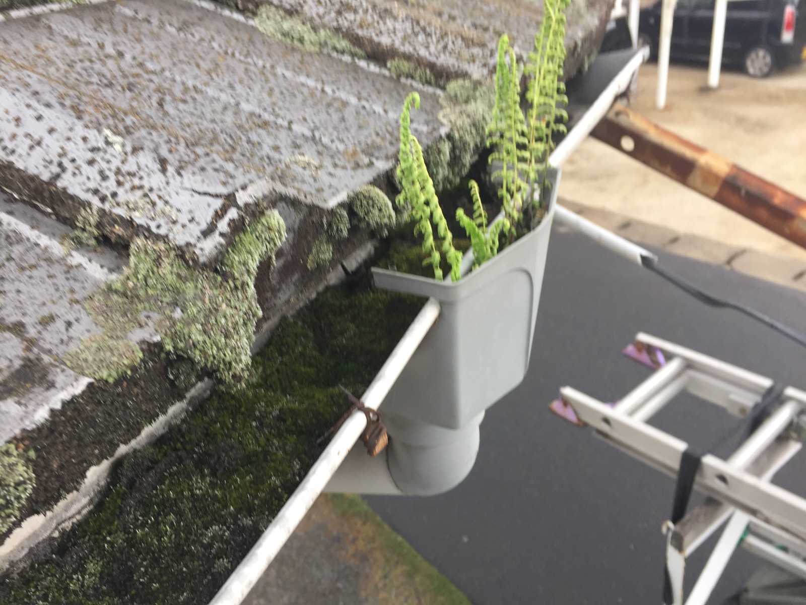 詰まって草が生えていた雨樋