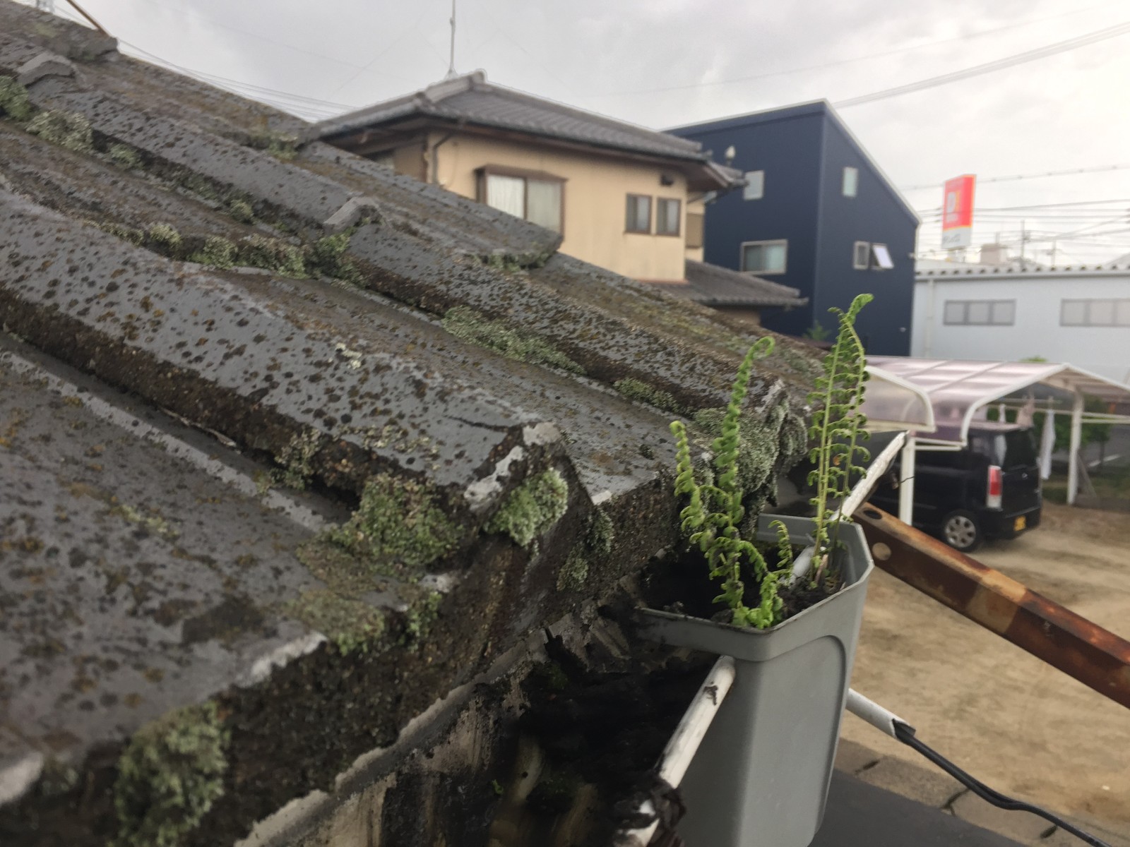 詰まって草が生えていた雨樋