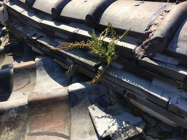 赤穂郡上郡町　淡路瓦の粘土瓦の隅棟から草が生えています。