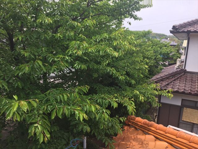 岡山市中区で桜の木が屋根に
